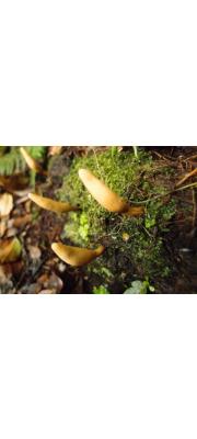 담배콩꼬투리버섯(쿠바콩꼬투리버섯) (Xylaria tabacina (Kickx f.) Berk.)