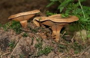 우단버섯(주름우단버섯) (Paxillus involutus (Batsch) Fr.)