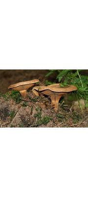 우단버섯(주름우단버섯) (Paxillus involutus (Batsch) Fr.)
