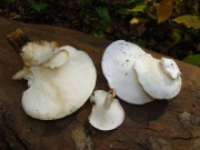 느타리은색버섯(은색느타리) (Ossicaulis lignatilis (Pers.) Redhead & Ginns  > Pleurotus lignatilis (Pers.) P. Kumm)