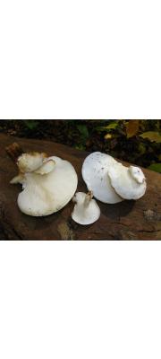 느타리은색버섯(은색느타리) (Ossicaulis lignatilis (Pers.) Redhead &amp; Ginns  > Pleurotus lignatilis (Pers.) P. Kumm)