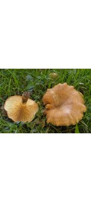 붉은우단버섯 (Paxillus rubicundulus P.D. Orton)