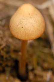 알꼴장다리종버섯 (Conocybe subovalis Kuhn. & Watl.)