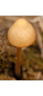 알꼴장다리종버섯 (Conocybe subovalis Kuhn. &amp; Watl.)