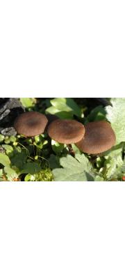 만가닥꼽추버섯(꼽추만가닥버섯, 곱추청담자기버섯) (Tephrocybe ambusta (Fr.) Donk  > Lyophyllum gibberosum)