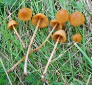 종버섯 (Conocybe tenera (Schaeff.) Fayod)