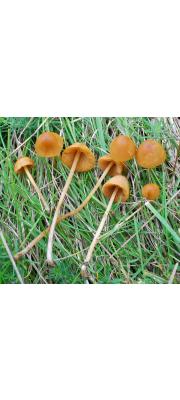 종버섯 (Conocybe tenera (Schaeff.) Fayod)