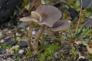 숯꼽추버섯(숯만가닥버섯 ,숯검뎅이버섯, 숯청담자기버섯) (Tephrocybe anthracophila (Lasch) Orton  > Lyophyllum anthracophilum)