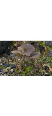 숯꼽추버섯(숯만가닥버섯 ,숯검뎅이버섯, 숯청담자기버섯) (Tephrocybe anthracophila (Lasch) Orton  > Lyophyllum anthracophilum)