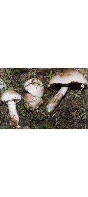 키다리주름버섯 (Agaricus annae Pilát)