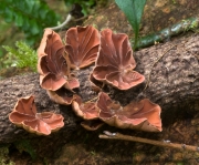가죽접시버섯(꼬마짚시버섯) (Anthracophyllum nigritum (Lév.) Kalchbr.)