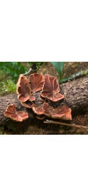 가죽접시버섯(꼬마짚시버섯) (Anthracophyllum nigritum (Lév.) Kalchbr.)