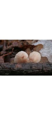 주걱부채버섯 (Panellus mitis (Pers.) Sing.  > Pleurotus mitis (Pers.) Pers.)