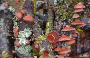 반지부채버섯 (Panellus ringens (Fr.) Romagn.)