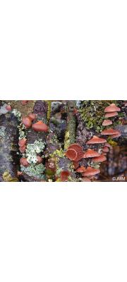 반지부채버섯 (Panellus ringens (Fr.) Romagn.)