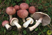 자색주름버섯 (Agaricus porphyrizon P.D. Orton)