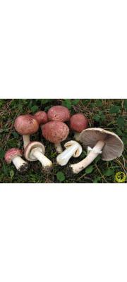 자색주름버섯 (Agaricus porphyrizon P.D. Orton)