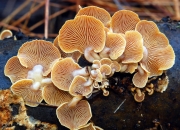 부채버섯 (Panellus stypticus (Bull.) P. Karst.)