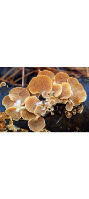 부채버섯 (Panellus stypticus (Bull.) P. Karst.)