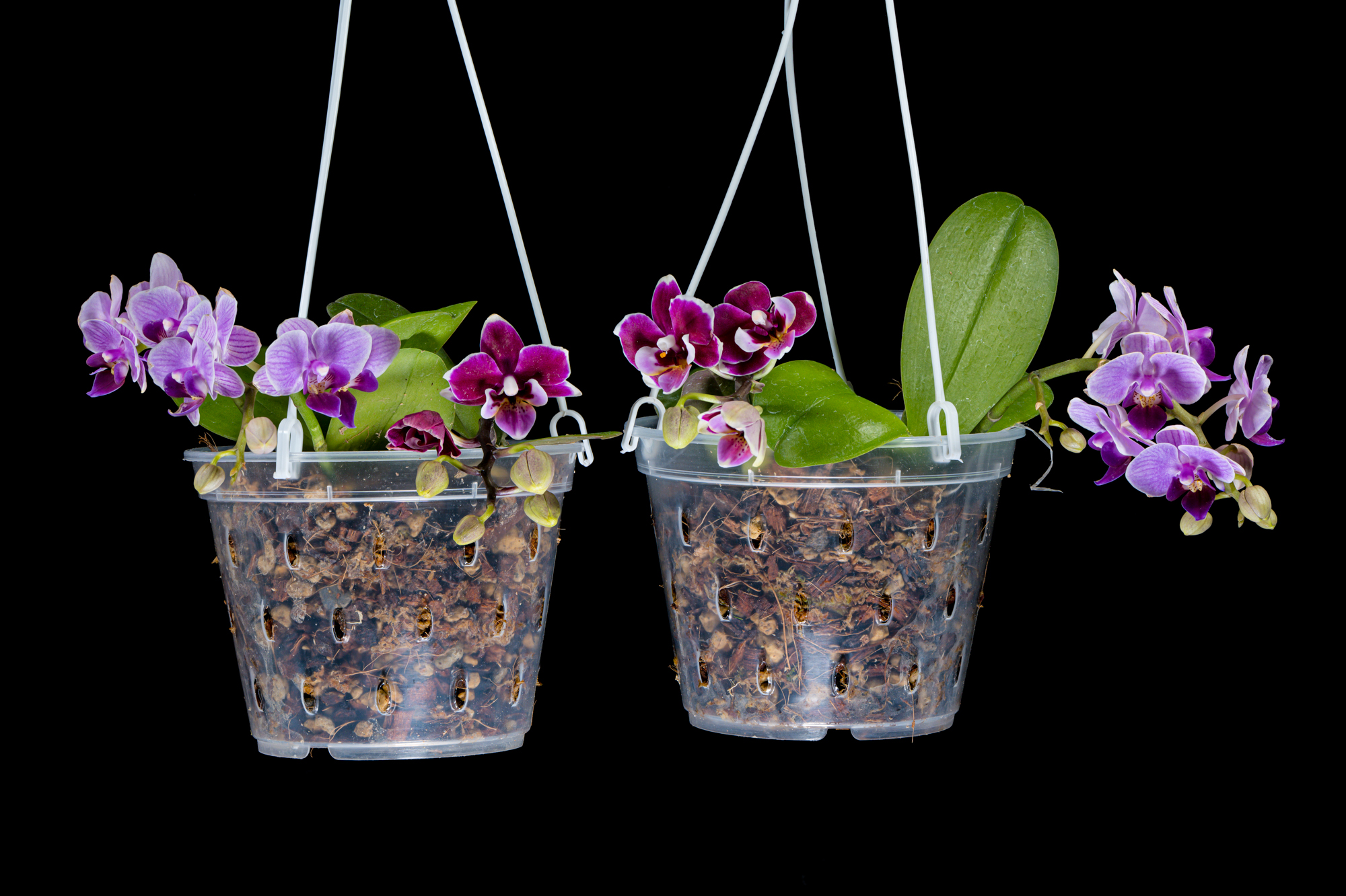 2026-04-02 14-11-53 (B,R4,S2)DSC00001.jpg