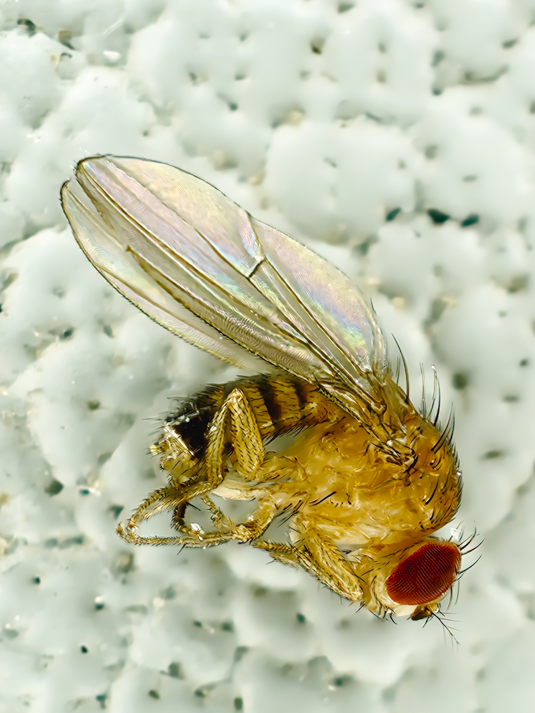 20251013-2025-10-13 초파리헬리.jpg