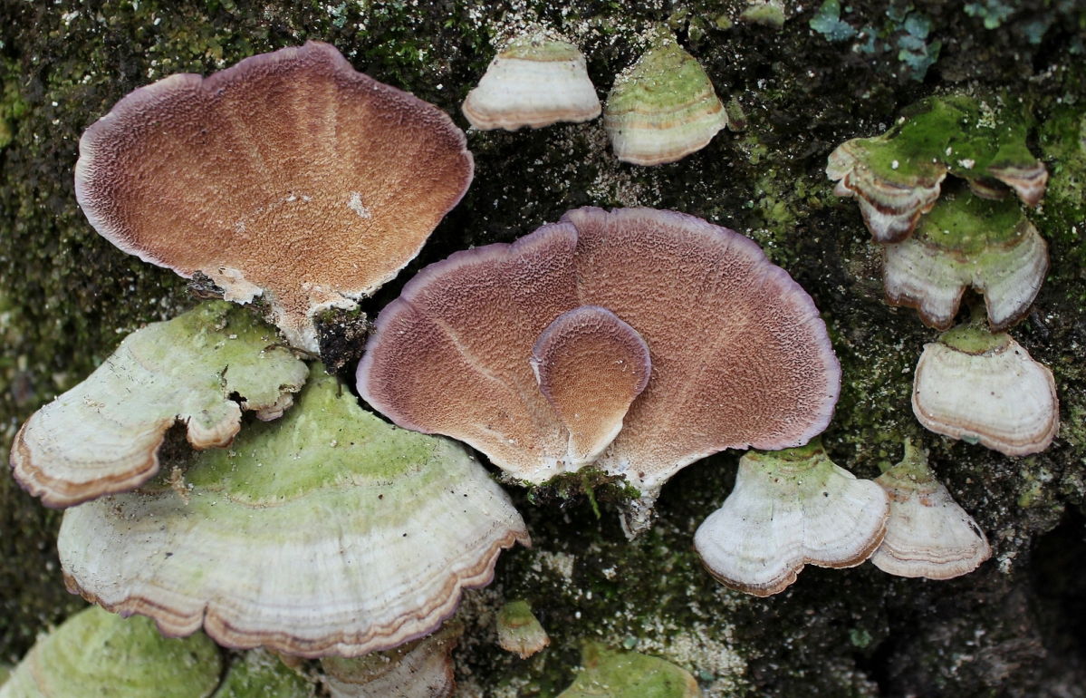 2012-01-27_Trichaptum_biforme_(Fr.)_Ryvarden_197033.jpg