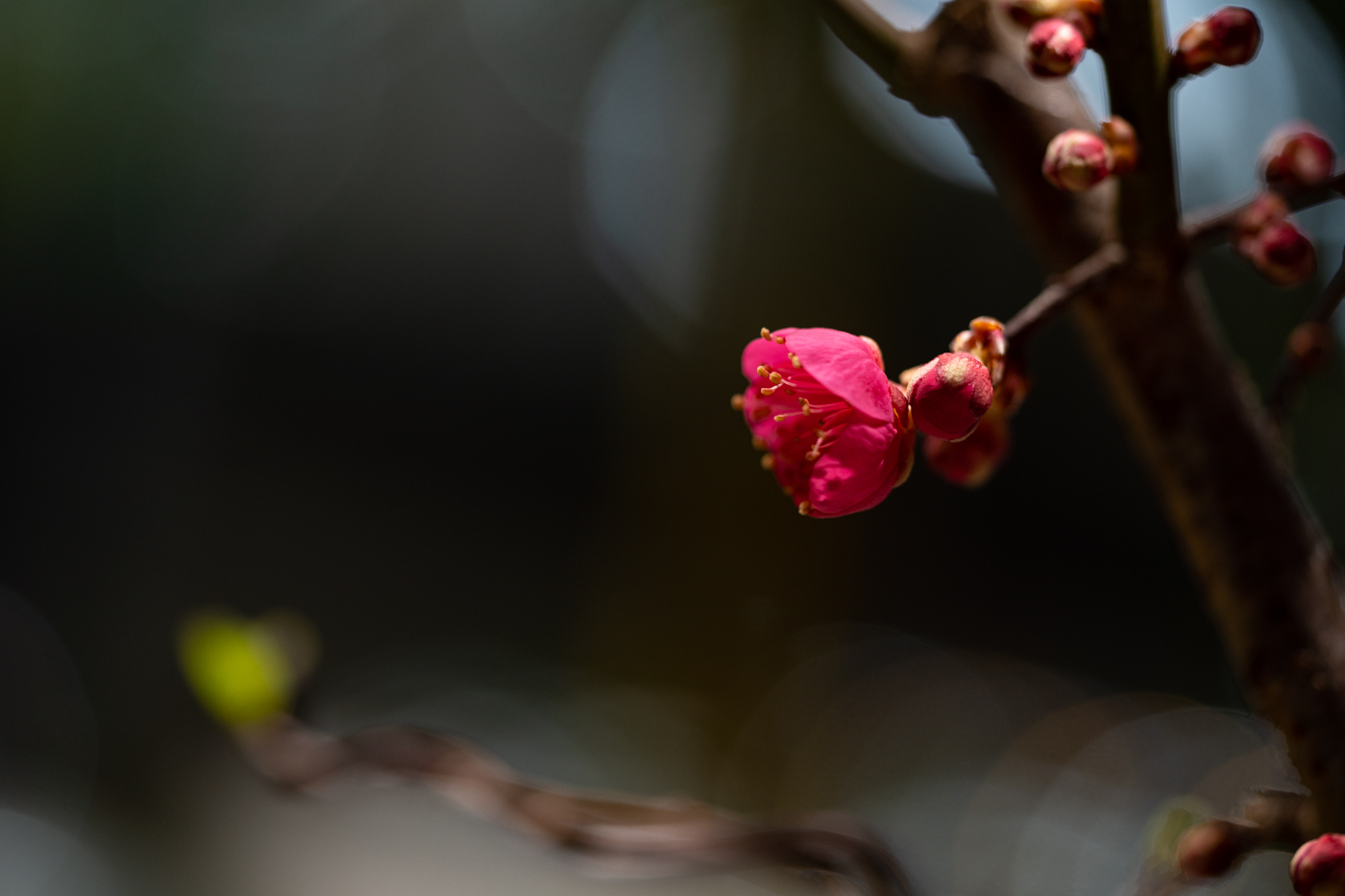 DSC00093 - 복사본.jpg