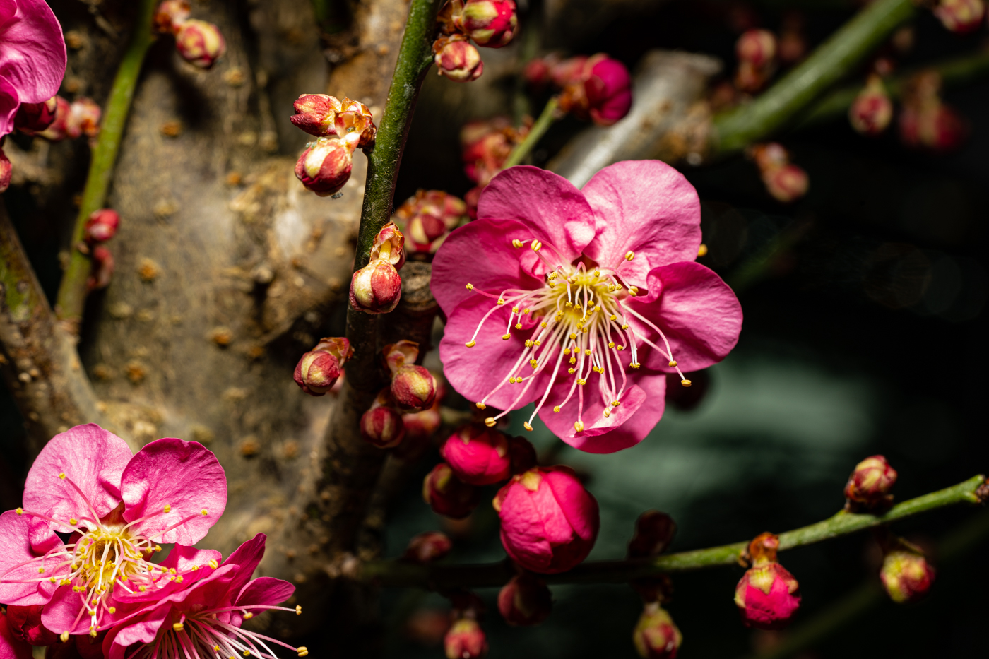 DSC00083 - 복사본.jpg