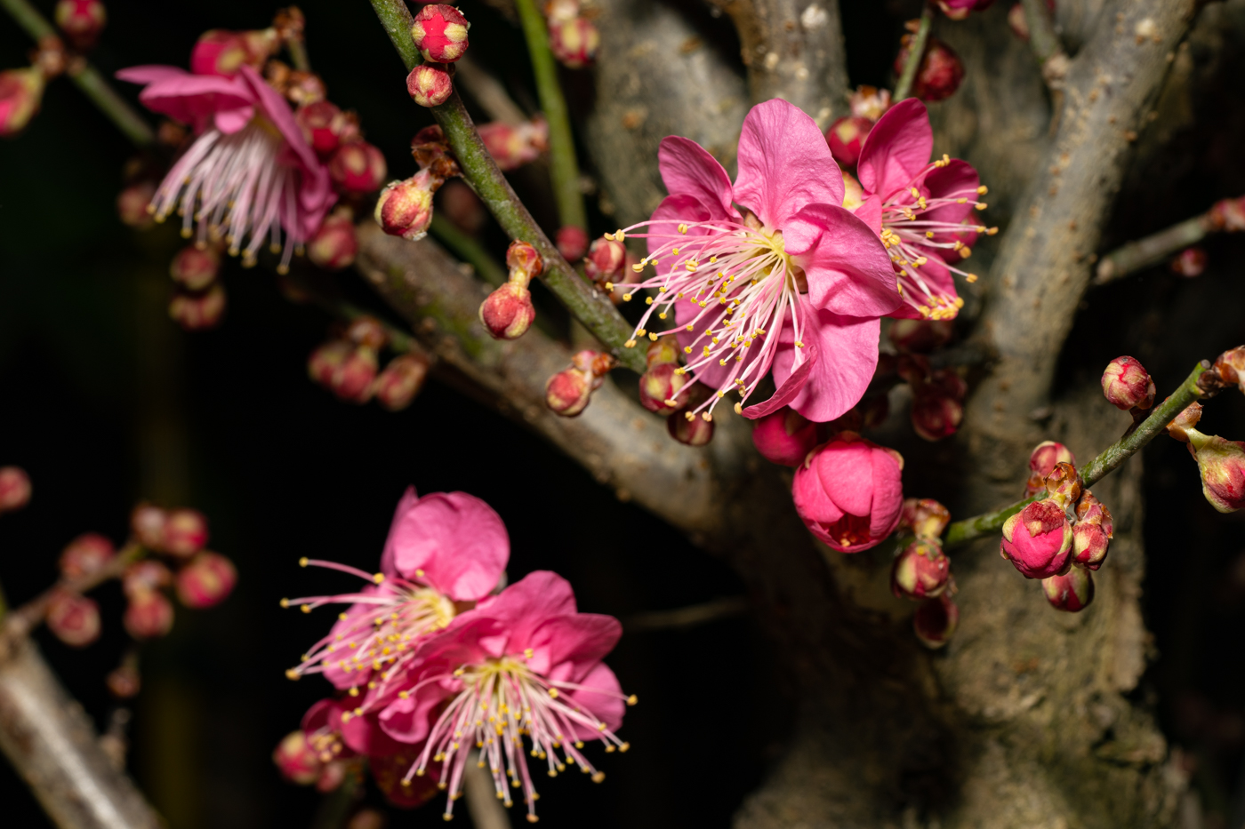 DSC00082 - 복사본.jpg