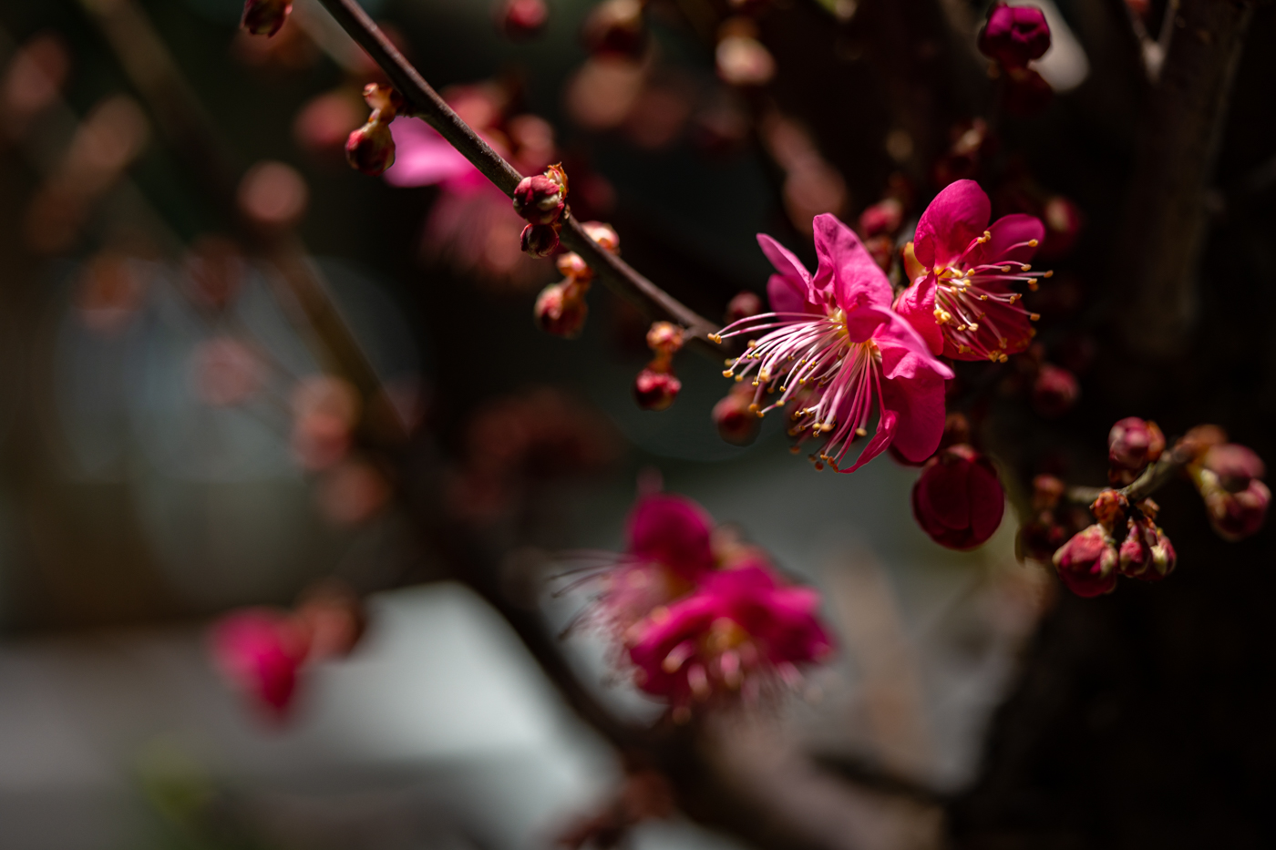 DSC00091 - 복사본.jpg