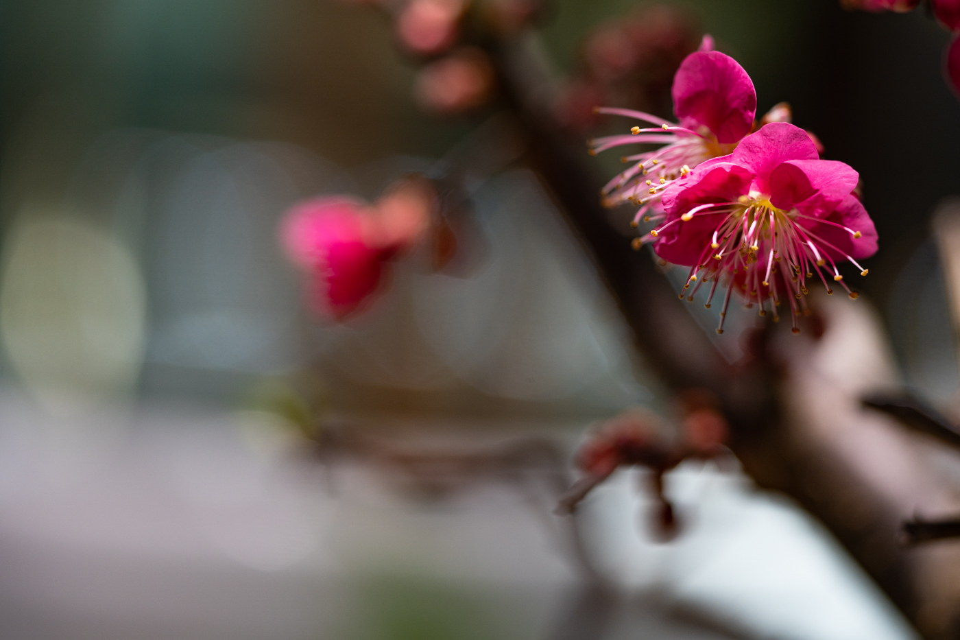 DSC00092 - 복사본.jpg