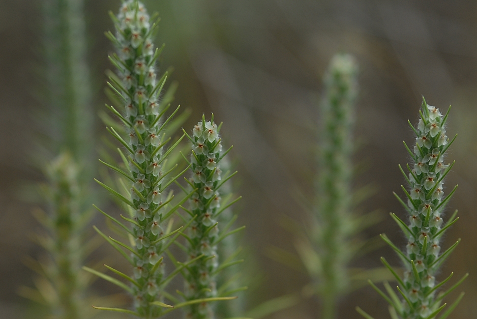 Plantago aristata1.JPG