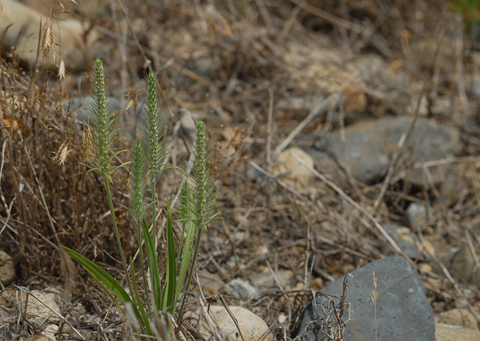Plantago aristata2.JPG