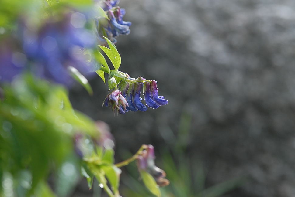 Vicia venosa1.JPG