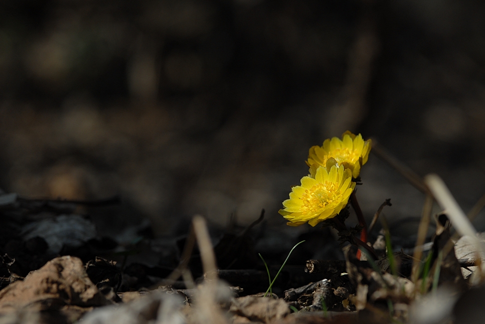 Adonis amurensis1.JPG