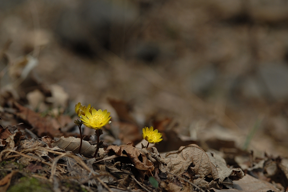 Adonis amurensis2.JPG