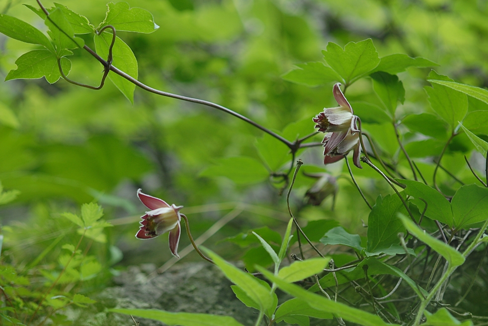 Clematis calcicola3.JPG