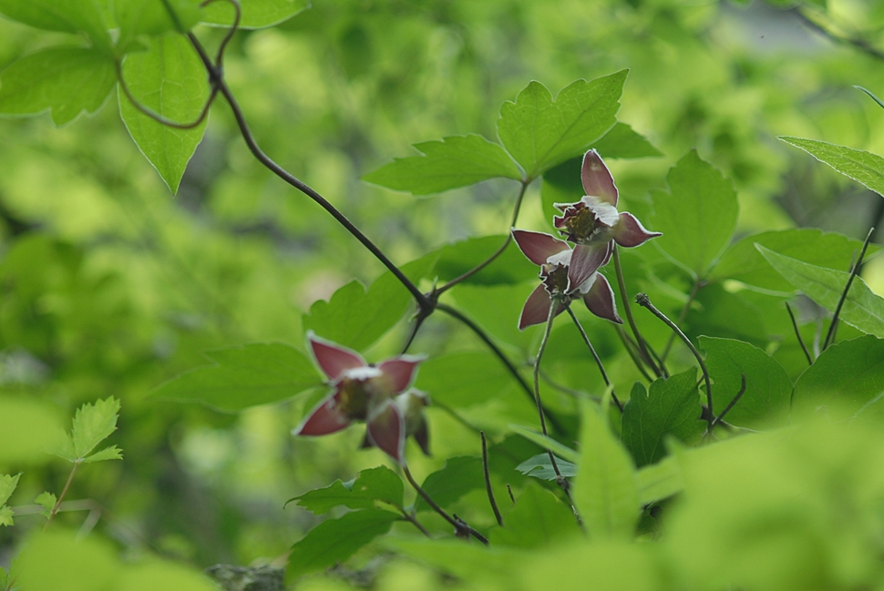 Clematis calcicola1.JPG