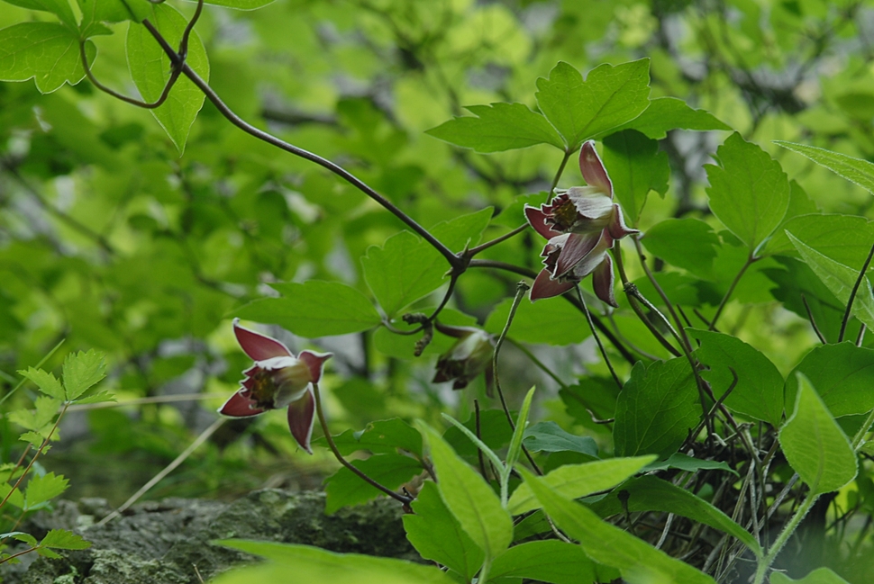 Clematis calcicola2.JPG
