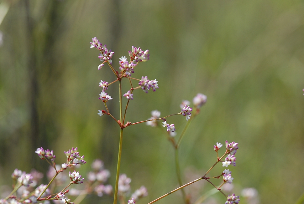 Persicaria muricata1.JPG