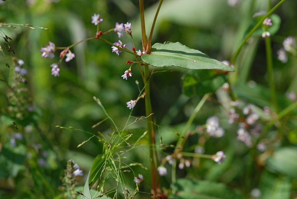 Persicaria muricata4.JPG