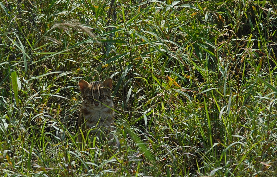 Persicaria muricata5.JPG