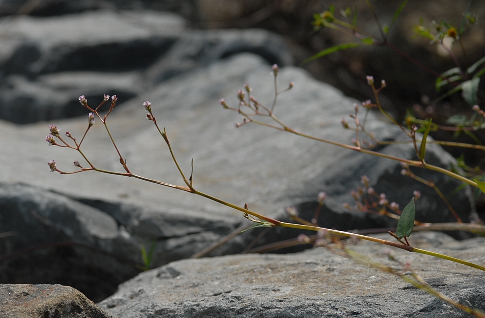 Persicaria muricata2.JPG