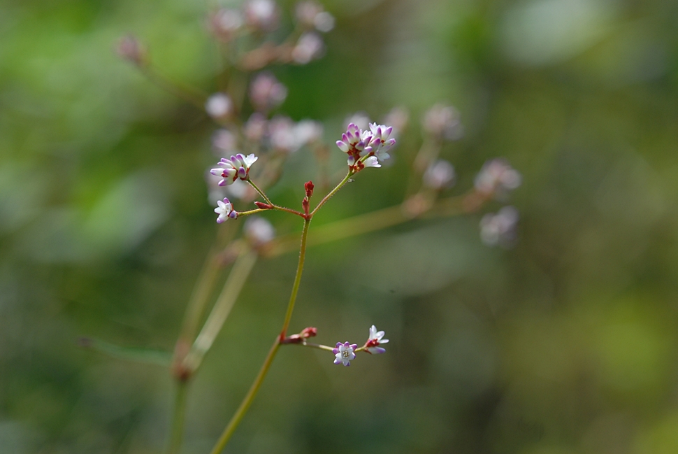 Persicaria muricata3.JPG