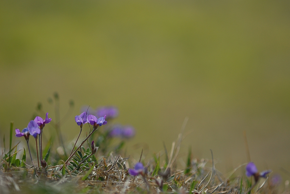 Gueldenstaedtia verna3.JPG