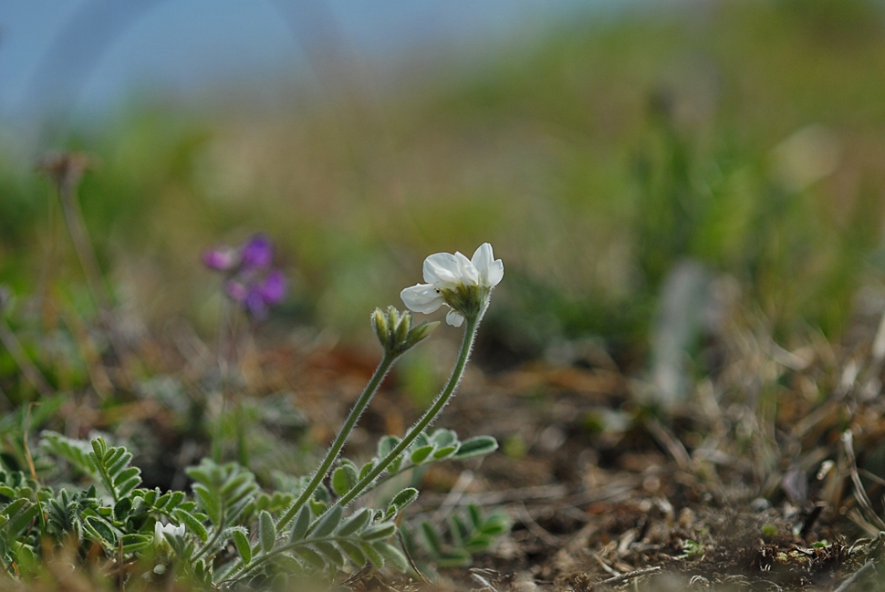 Gueldenstaedtia verna1.JPG