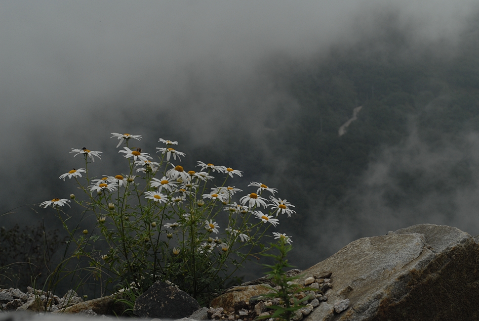 Dendranthema zawadskii1.JPG