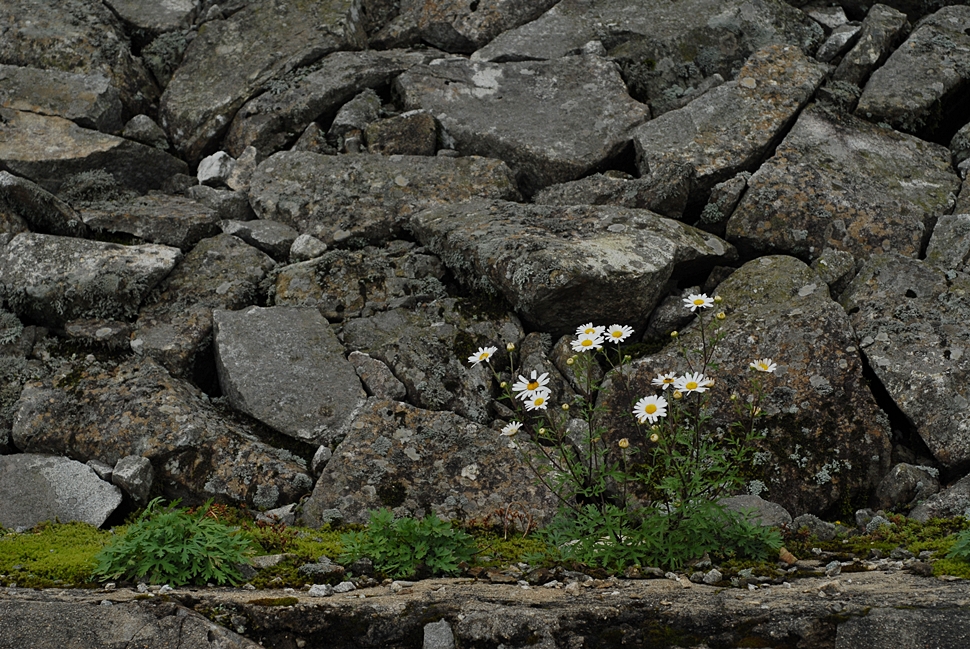 Dendranthema zawadskii2.JPG