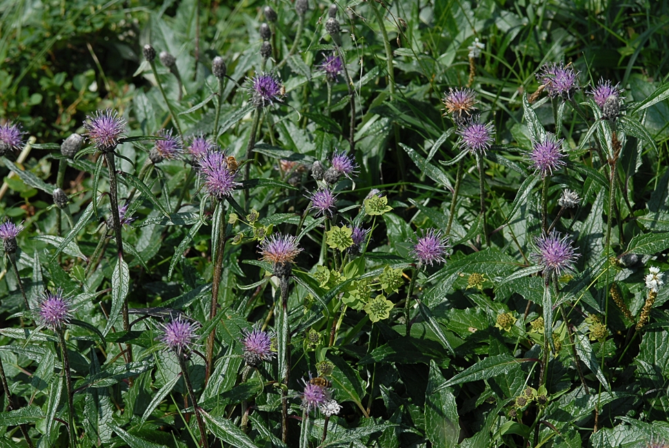 Saussurea tomentosa2.JPG