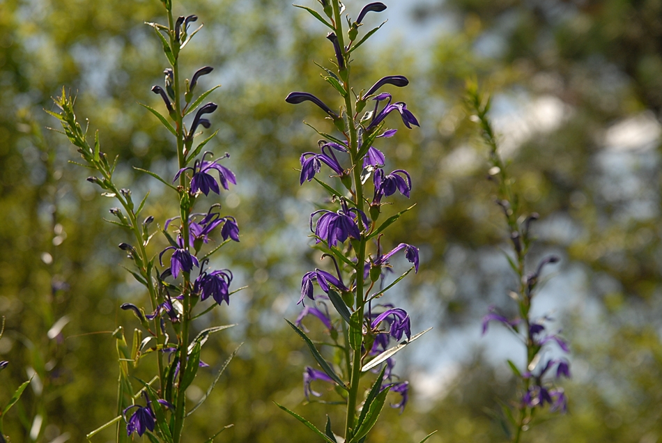 Lobelia sessilifolia3.JPG